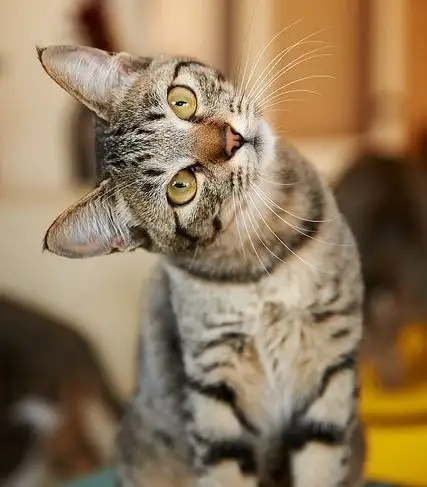 haftalık kedi (17).webp