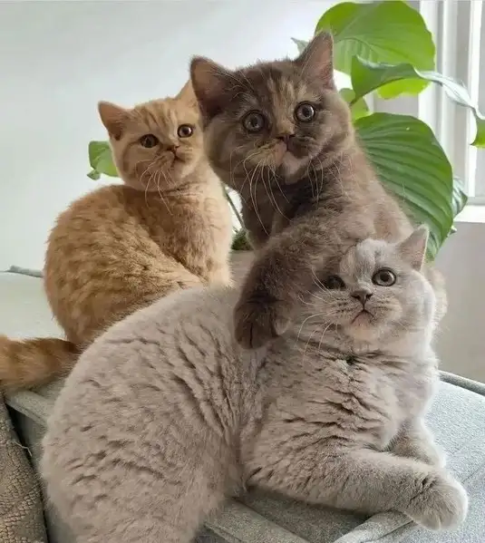 haftalık kedi (18).webp