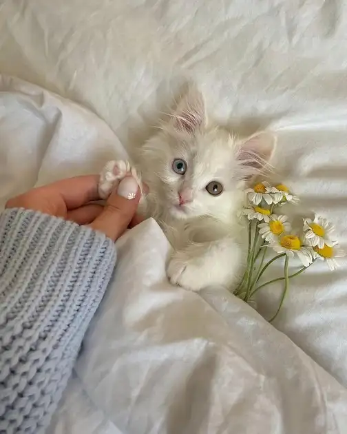 haftalık kedi (3).webp