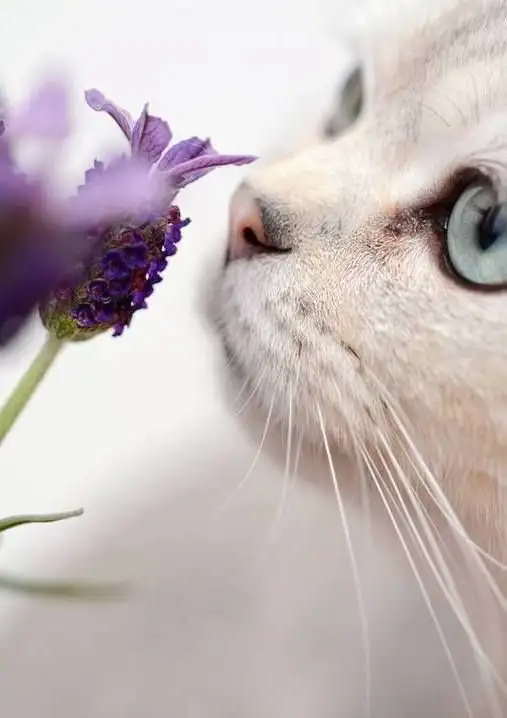 haftalık kedi (4).webp