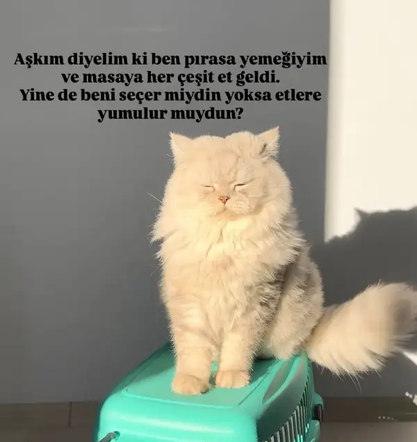 haftalık kedi (6).webp