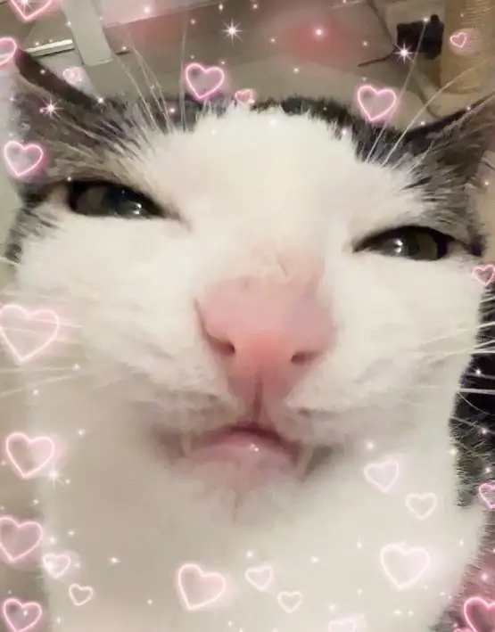 haftalık kedi (8).webp