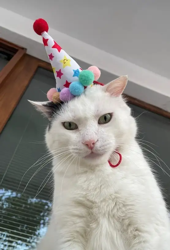 haftalık kedi (9).webp