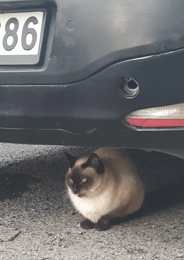 haftalık kedi6 (2).webp