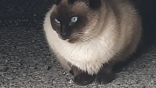 haftalık kedi6 (3).webp