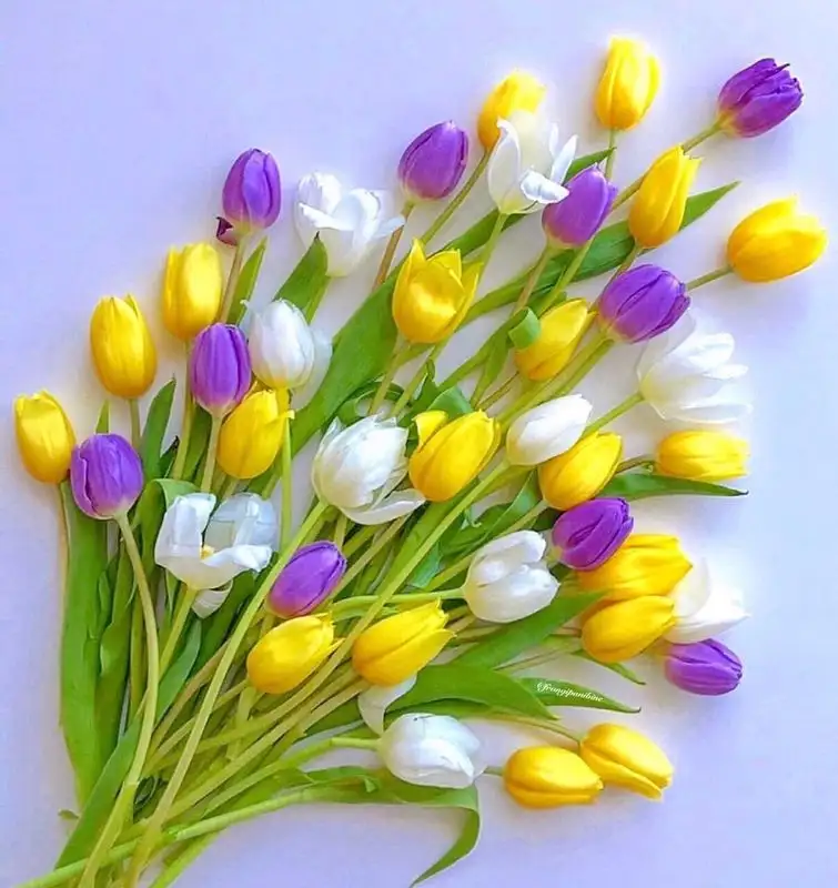 haftallık (5).webp