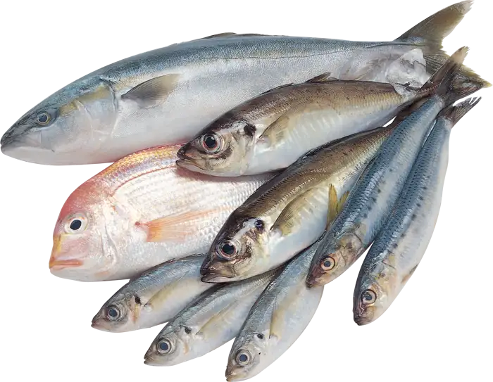 Hangi-Balık-Hangi-Ayda-Yenir.webp