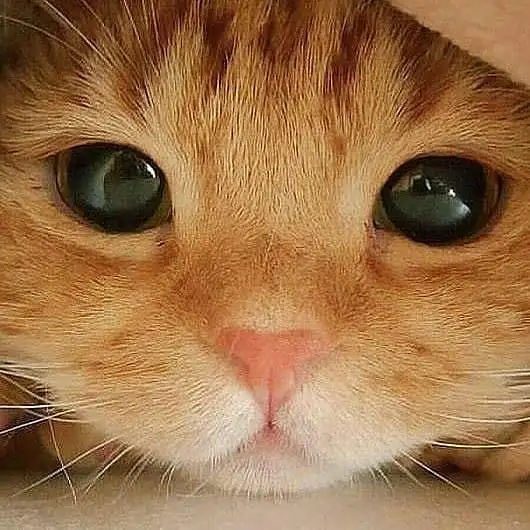 happycatclub-1533340561797.webp