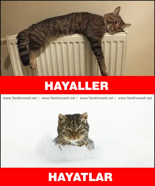 hayaller-hayatlar (2).webp