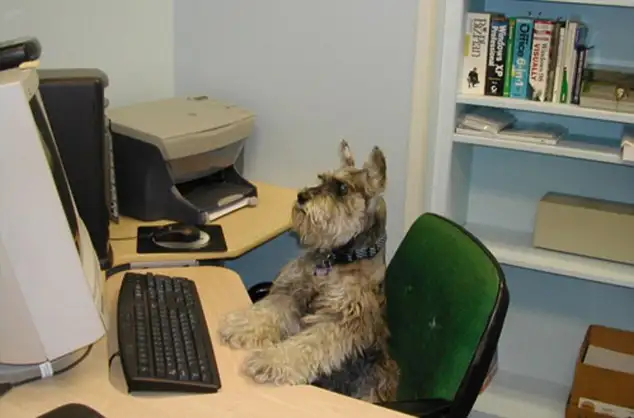 hayvanlar-insan-gibi-davranirsa-hayvanlar-kopek-kedi-1299918.webp