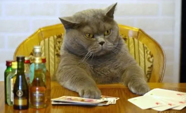 hayvanlar-insan-gibi-davranirsa-hayvanlar-kopek-kedi-1299921.webp