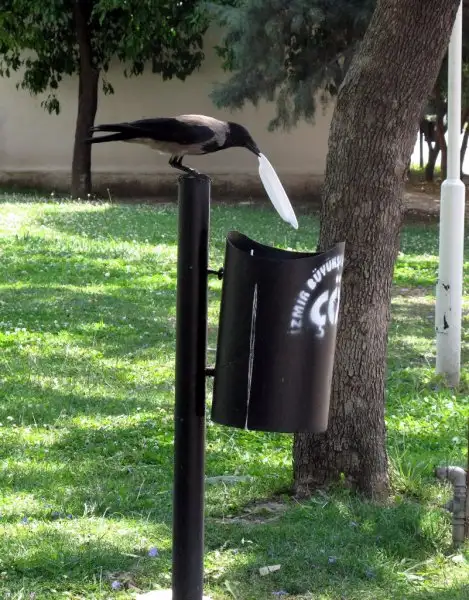 hayvanlar-insan-gibi-davranirsa-hayvanlar-kopek-kedi-1503355.webp
