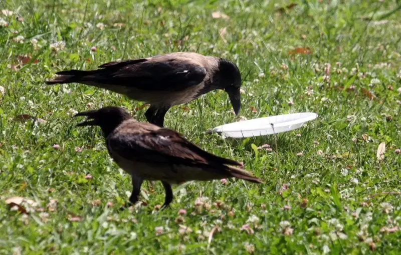 hayvanlar-insan-gibi-davranirsa-hayvanlar-kopek-kedi-1503357.webp