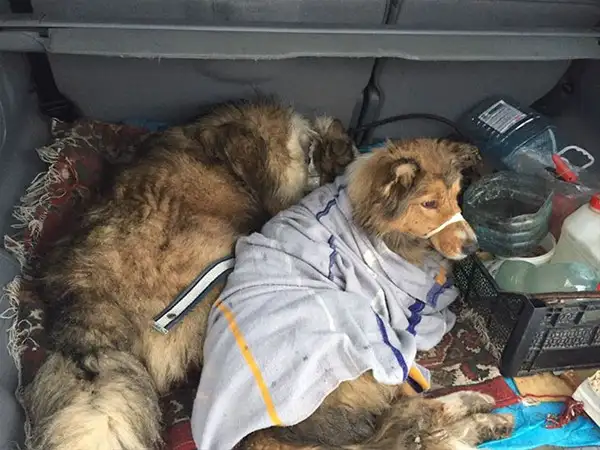 hayvanlar-insan-gibi-davranirsa-hayvanlar-kopek-kedi-1599047.webp