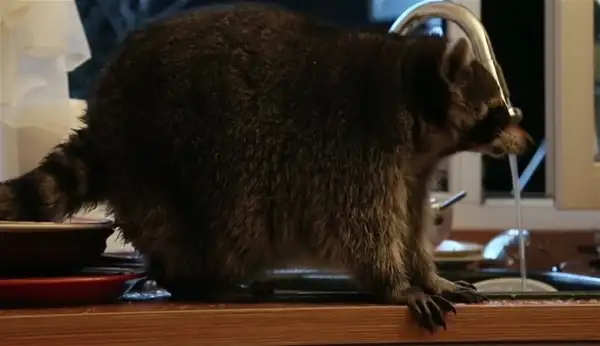hayvanlar-insan-gibi-davranirsa-hayvanlar-kopek-kedi-1611453.webp