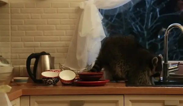 hayvanlar-insan-gibi-davranirsa-hayvanlar-kopek-kedi-1611455.webp