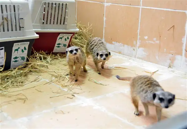 hayvanlar-insan-gibi-davranirsa-hayvanlar-kopek-kedi-1611456.webp
