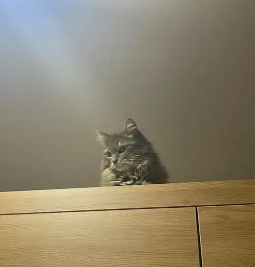 hft caT (1).webp