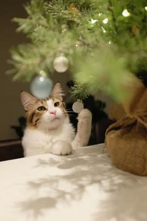 hft caT (2).webp