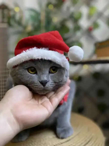 hft caT (2).webp