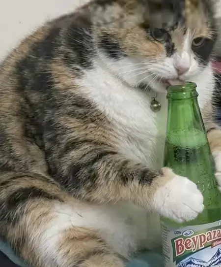 hft caT (3).webp