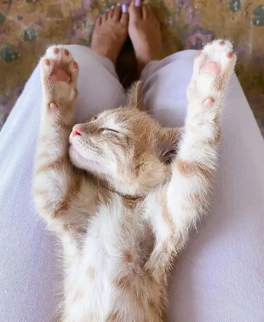 hft caT (3).webp