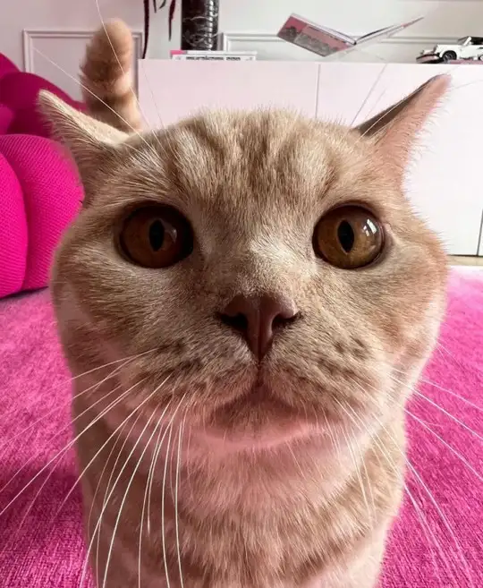 hft caT (4).webp