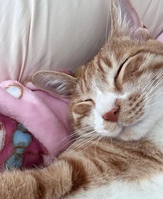 hft caT (5).webp