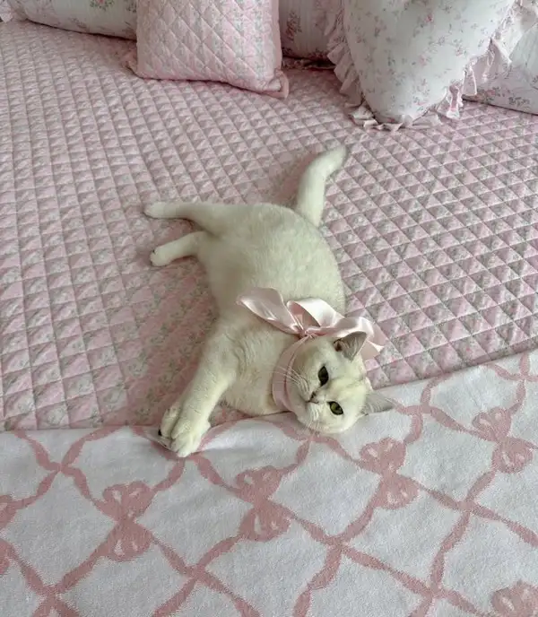 hft caT (8).webp
