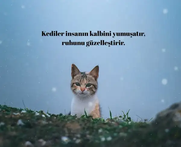 hftlık (10).webp