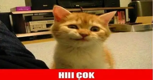 hıı-çok-kedi-caps.webp