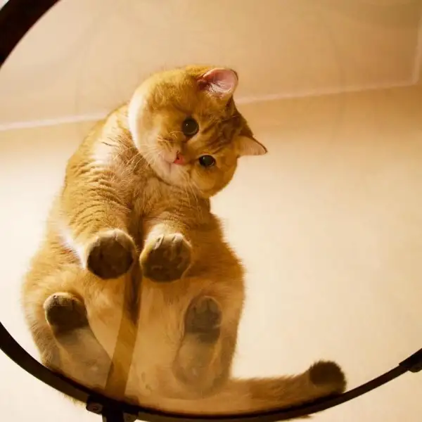 Hosico-Cat-58b920ba26c7e__880-600x600.webp