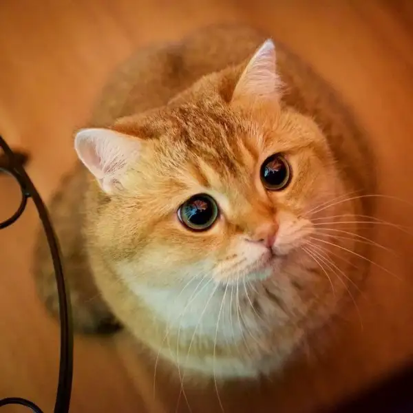 Hosico-Cat-58b920f533f35__880-600x600.webp