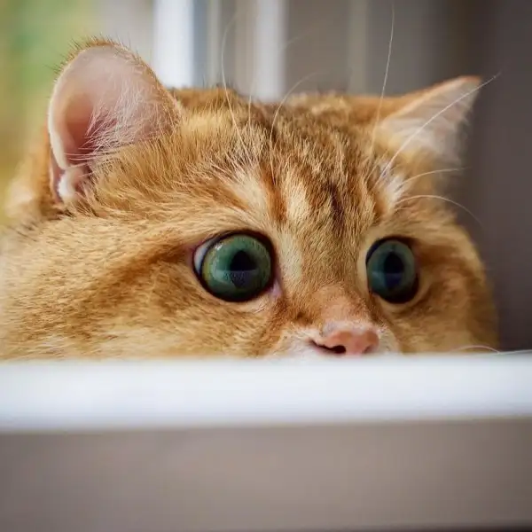 Hosico-Cat-58b921103dbfb__880-600x600.webp