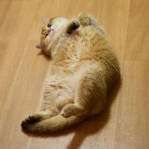 Hosico-Cat-58b9212348cb0__880-600x600.webp