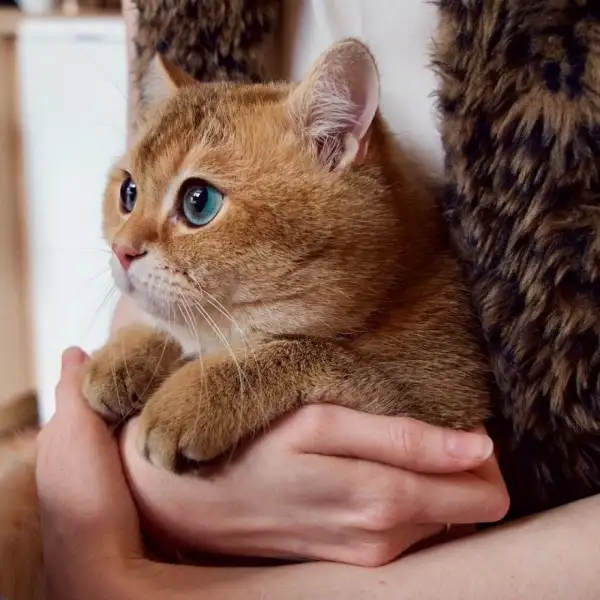 Hosico-Cat-58b921264fe15__880-600x600.webp