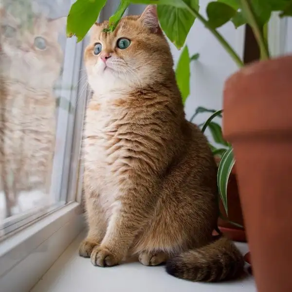 Hosico-Cat-58b9213442a51__880.webp