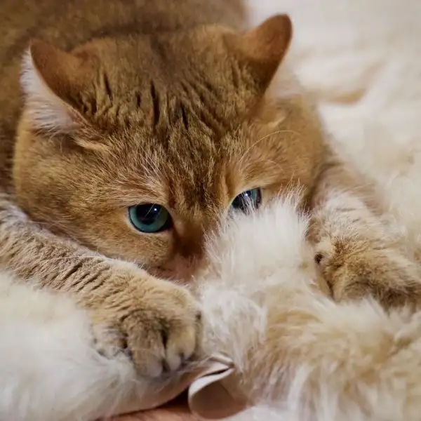 Hosico-Cat-58b92137ab0c9__880-600x600.webp
