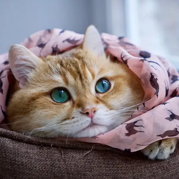 Hosico-Cat-58b921624d259__880-600x600.webp