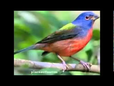 hqdefault.webp