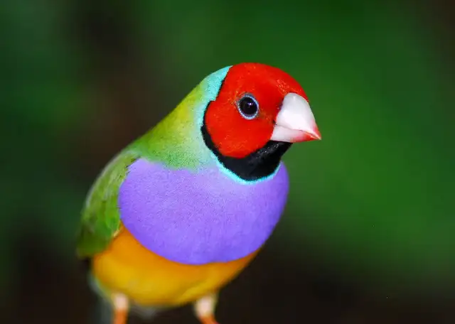 htmlimage.webp