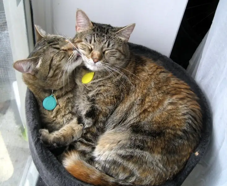 hugging.webp