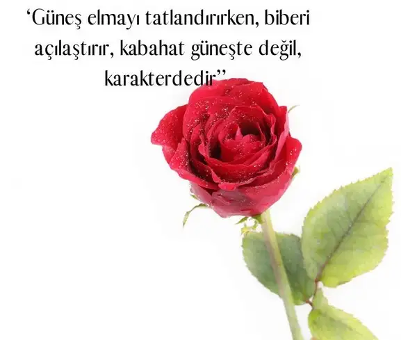 ik26 (4).webp
