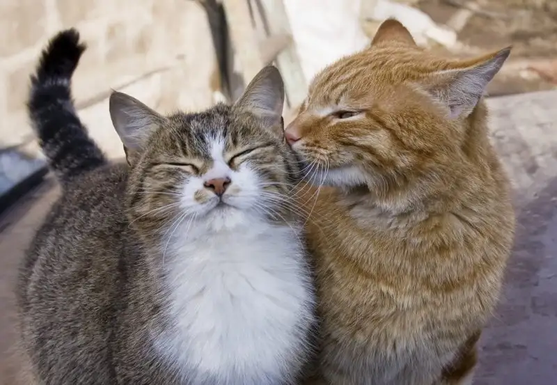 iki-kedi-sahiplenmek-2-1024x709.webp