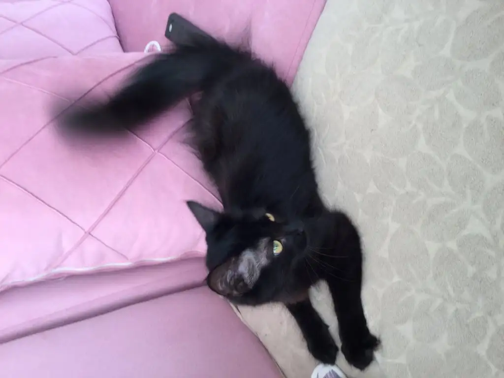 image.webp