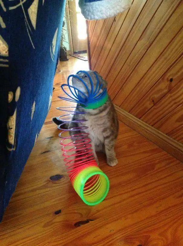 image.webp