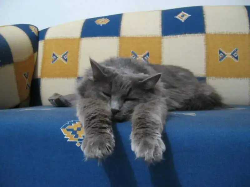 image.webp