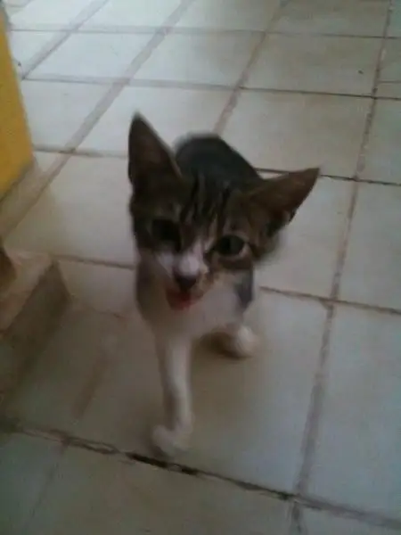image.webp
