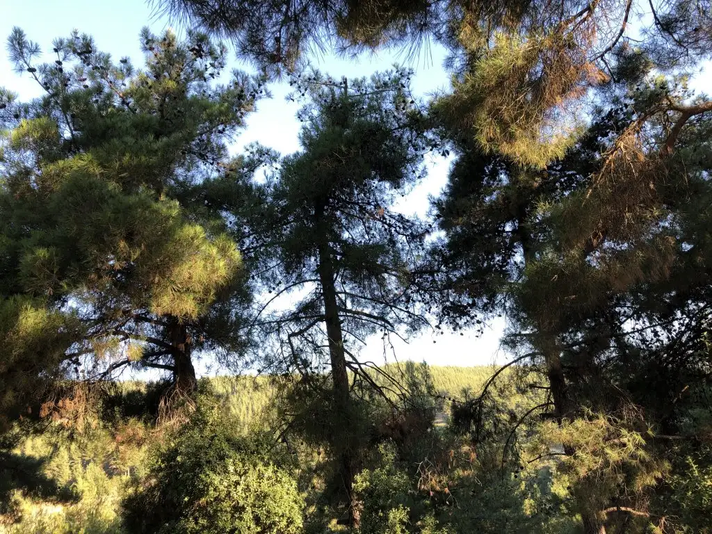 image.webp