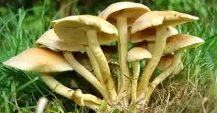 images (1).webp